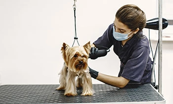 Pet Groomers and Boarding Facilities